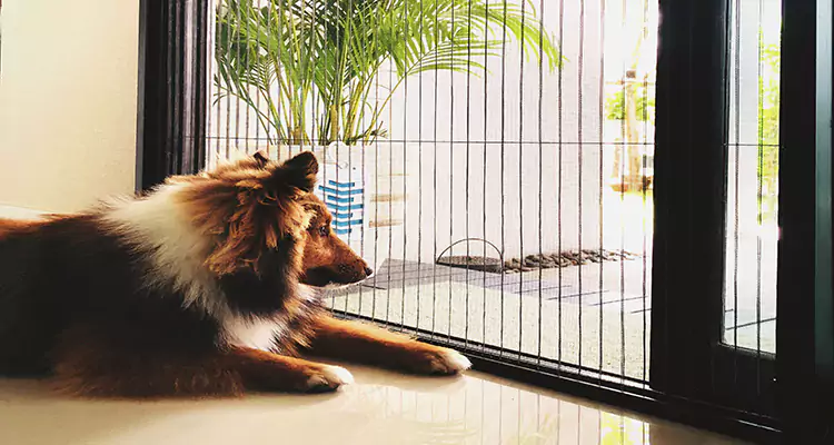 Sliding Screen Pet Door Repair in Delray Beach, FL