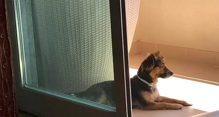 French Door Pet Screen Repair in Delray Beach, FL